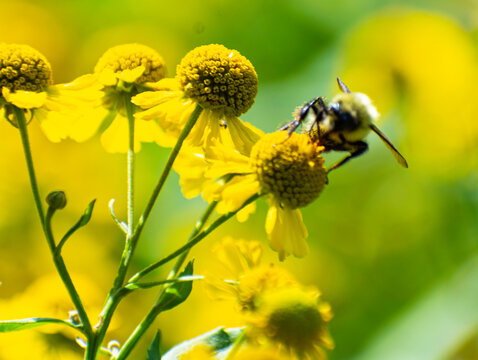 Macro Bumble Bee on flower