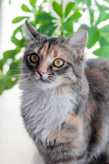 A small gray kitten is resting on the windowsill and looking out the window, close-up, soft selective focus.