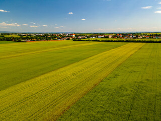 Fototapeta premium Drone view ultra wide angle down on green young wheat in summer at village