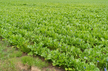 Sugar Beet Field, Turnips, Rutabagas, Young Beets Leaves, Sugar Beet Agriculture Landscape