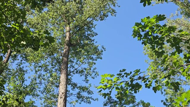 Wundersch&ouml;ne Esche im sommerlichen Mischwald, vertikale Kamerafahrt