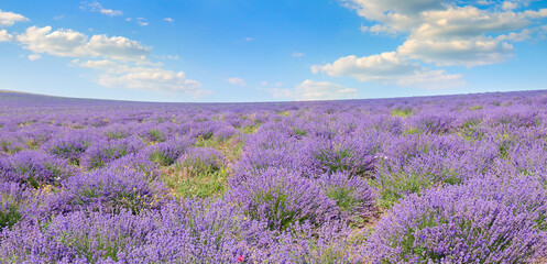 Field with blooming lavender and sky. Wide photo.
