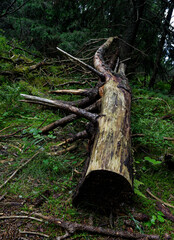 Słowacja - żólty szlak do wodospadu Skok z Strbskiego Plesa. © Tomasz