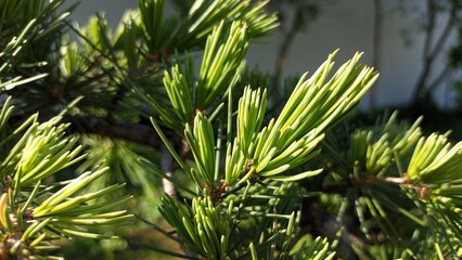 Young new needles begin to grow in the spring on a coniferous tree