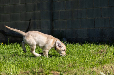 Dexter, the new member of the family, Golden Retriever puppy