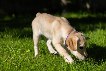 Dexter, the new member of the family, Golden Retriever puppy