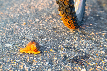 a snail with a shell crawls along the road.