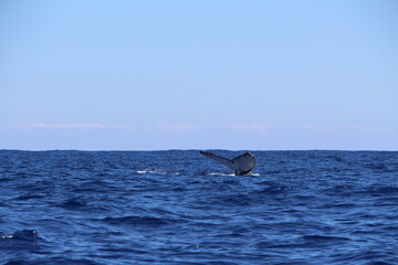 la réunion, baleine