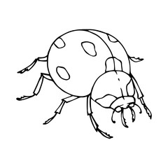 Linear sketch, coloring of a ladybug.Vector graphics.