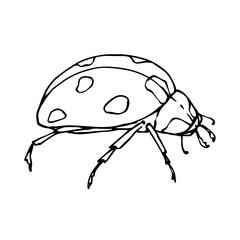 Linear sketch, coloring of a ladybug.Vector graphics.