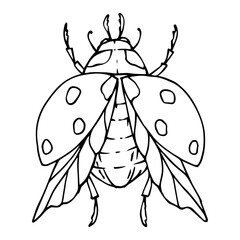 Linear sketch, coloring of a ladybug.Vector graphics.