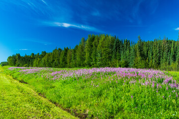 Obraz premium Purple Fireweed blooms line road along Alaska Highway through Northern British Columbia, Canada