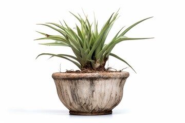 3D rendering of a yucca rostrata plant in a worn-out flowerpot, isolated against a plain white backdrop. Generative AI
