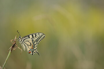 una farfalla papilio machaon su un fiore in estate