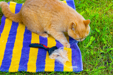 man combing hair from a domestic cat.