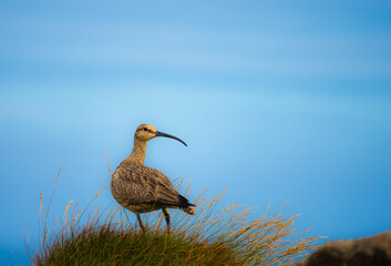 Eurasian whimbrel (Numenius phaeopus). near the fishing village of Djúpivogur  Austurland, eastern...