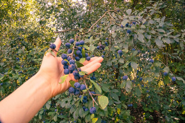 picking wild berries. Prunus spinosa, called blackthorn or slow. Zadni Treban