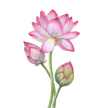 Bouquet with pink Lotus flower, Buds. Delicate blooming Water Lily, Indian Lotus, Sacred Lotus. Watercolor illustration. Hand drawn composition for poster, cards, greeting, invitation