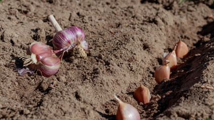 How to plant garlic. The process of planting garlic cloves for the winter, plant winter garlic.