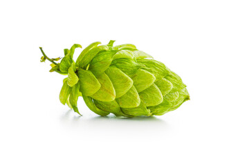 Green hops crop isolated on white background.