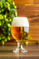 Glass of beer and hops crop on wooden table.