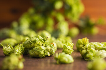 Fototapeta premium Green hops crop in bowl on wooden table.