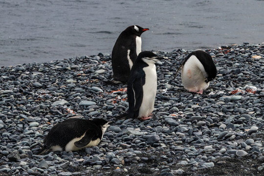 Chinstrap pengins (Pygoscelis antarcticus) and Gentoo penguins (Pygoscelis papua) on rocky beach on the Antarctic peninsula. Water in background. 
