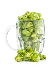 Green hops crop in beer glass isolated on white background.