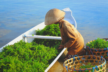 woman collecting seaweed on boat at Nusa penida island in Bali, Indonesia