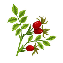 Ripe rose hips.Vector graphics.