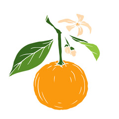 Blooming orange branch with fruits.Vector graphics.