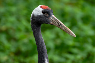 This is a head shot of a red-crowned crane.