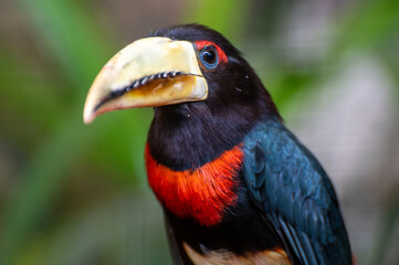 The ivory-billed aracar,red-necked aracari, Pteroglossus azara