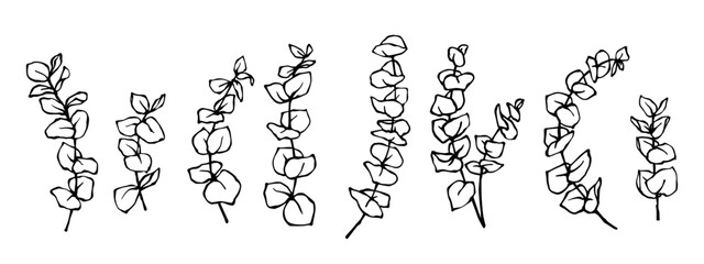 Set of linear sketches of eucalyptus branches.Vector graphics.