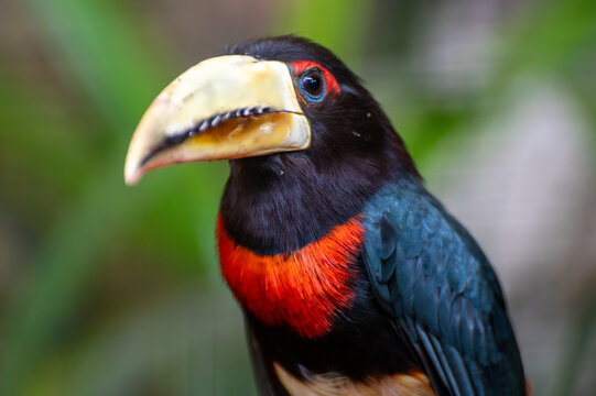 The ivory-billed aracar,red-necked aracari, Pteroglossus azara