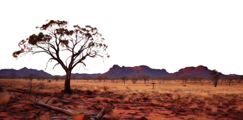Outback sunset landscape. Australia outback plains. Transparent PNG. tree growing in the Australian outbacks. 
