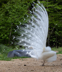 white peacock sideview

