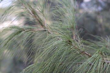 Fototapeta na wymiar close up of pine needles