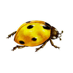 Yellow watercolor ladybug.Vector graphics.