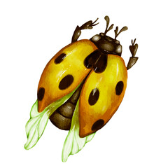 Yellow watercolor ladybug.Vector graphics.