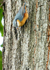 European Nuthatch (Sitta europaea) in Madrid, Spain