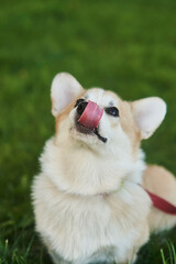 Welsh Corgi Pembroke dog sits on a manicured green lawn in a park in summer. High quality photo