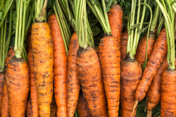 Carrot harvest. Bunch of organic dirty bright orange fresh carrots with green tops close up, macro. Vegetables background, texture