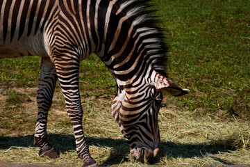 Rating zebra