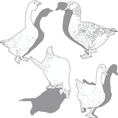 four goose silhouettes isolated on white background