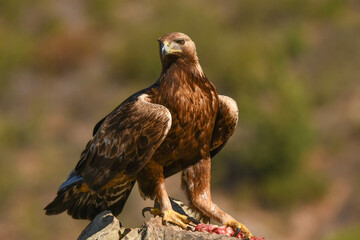 Steinadler