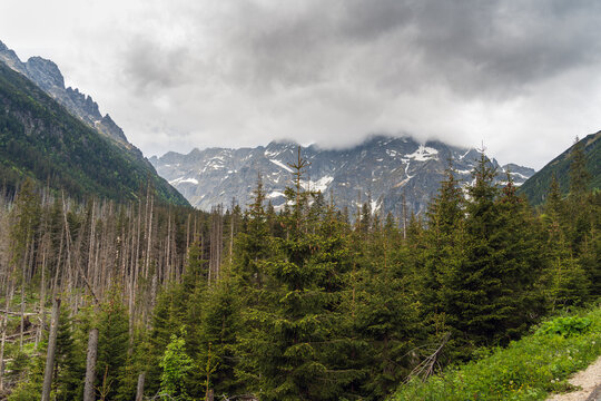 Snowy mountain range with cloudy sky and forest in Polish Tatras National Park. A moody and dramatic image for themes of nature, adventure, and travel