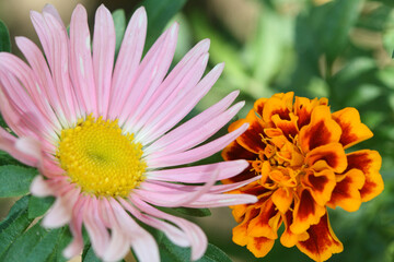 Colorful summer flowers in the garden