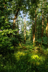 Fototapeta premium Rays of sun shine through the forest.
