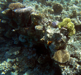 Naklejka na ściany i meble View of colorful corals in reef